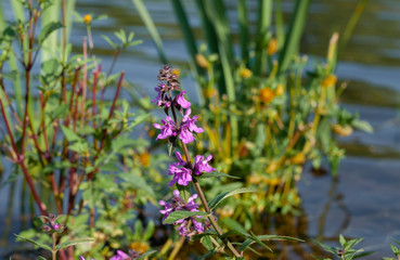 A purple flower on the background of the pond
