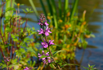 A purple flower on the background of the pond