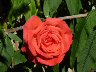 Rosa