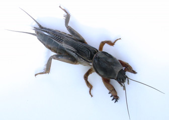 gryllotalpa