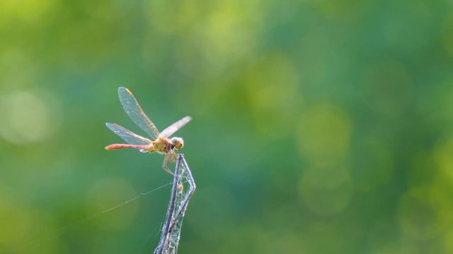 Dragonfly on a dry branch