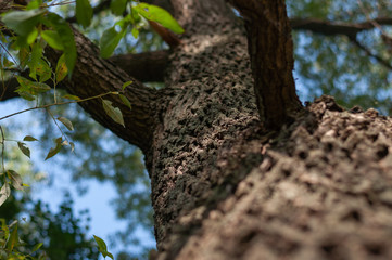 Tree bark close-up