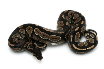 ball python snake reptile on white