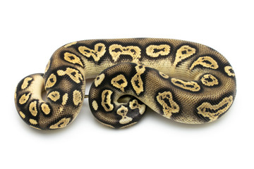 ball python snake reptile on white