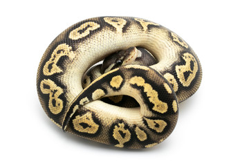 ball python snake reptile on white