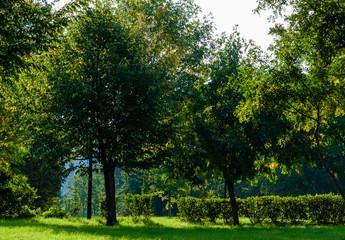 Trees and shrubs in the Park