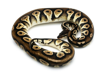 ball python snake reptile on white