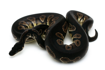 Naklejka premium ball python snake reptile on white