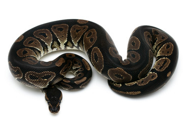 Obraz premium ball python snake reptile on white