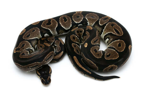 ball python snake reptile on white