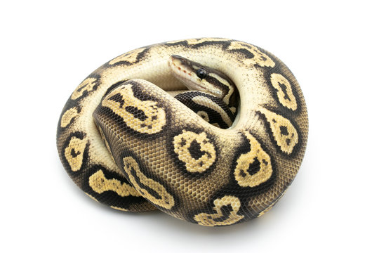 ball python snake reptile on white