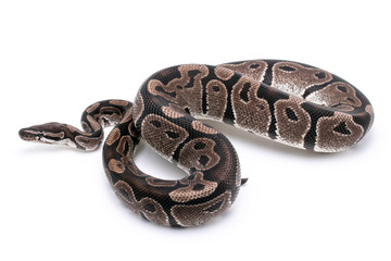 ball python snake reptile on white