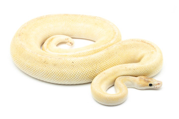 ball python snake reptile on white
