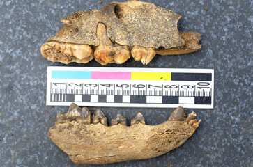 Archaeological finds - the remains of the jaws of medieval animals