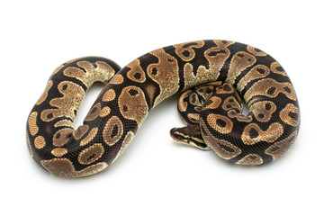 ball python snake reptile on white
