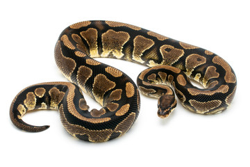 ball python snake reptile on white