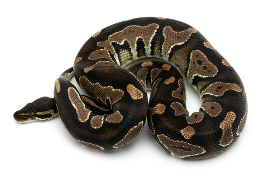 ball python snake reptile on white