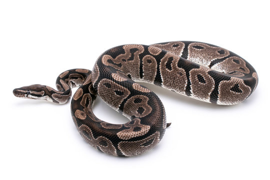 ball python snake reptile on white