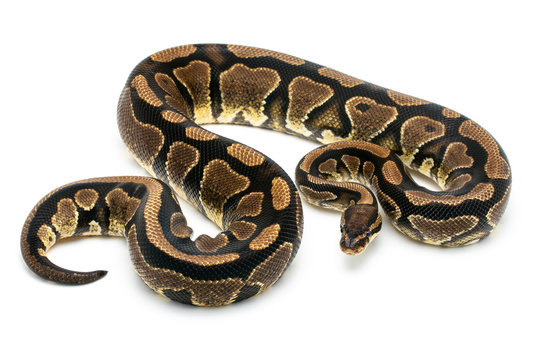 ball python snake reptile on white