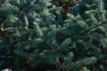 Blue spruce