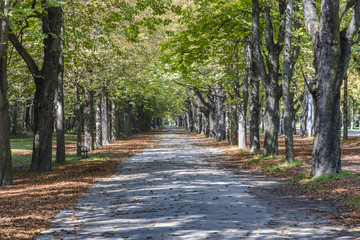 autumn tree alley in the park 