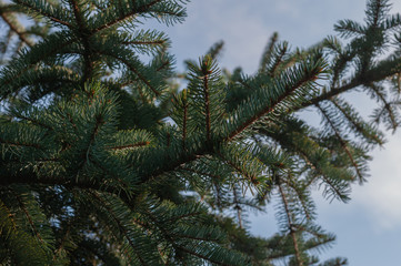 Fir branches