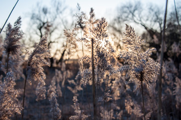 Heller Farn vor Himmel