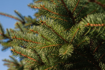 Fir branches