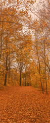 Herbstwald, goldener Herbst, Landschaft, Hochformat
