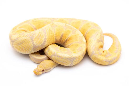 ball python snake reptile on white