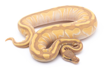 ball python snake reptile on white