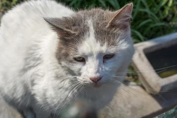 Lovely cat as domestic animal in view