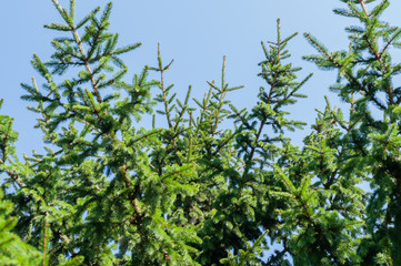 Fir branches