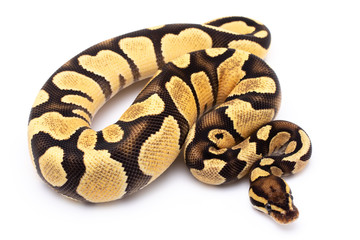 ball python snake reptile on white