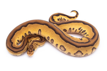 ball python snake reptile on white