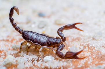 Scorpion creeps on the sand close up