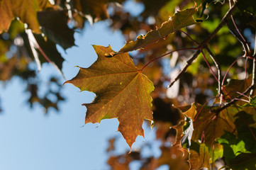 Autumn leaf on blue sky background