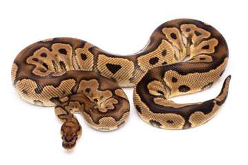 ball python snake reptile on white