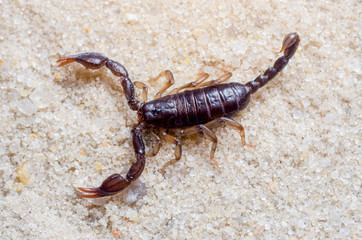 Scorpion creeps on the sand close up