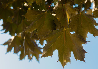 Fototapeta na wymiar Autumn leaf on blue sky background