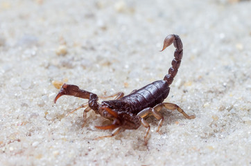 Scorpion creeps on the sand close up