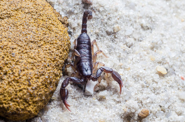 Scorpion creeps on the sand close up