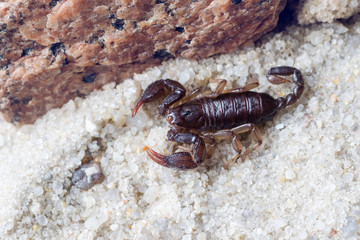 Scorpion creeps on the sand close up