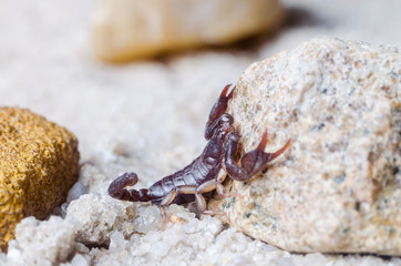 Scorpion creeps on the sand close up