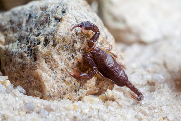 Scorpion creeps on the sand close up