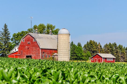 A Minnesota Farm From A Corn Field