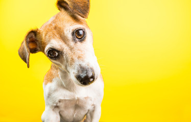 surprised curious lovely dog portrait on yellow background. Bright emotions