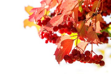 Image with a viburnum.