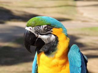 Macaw Parrot (Psittaciformes) Island of Kauai