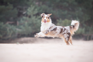 Australian Shepherd dog running on sand in summer